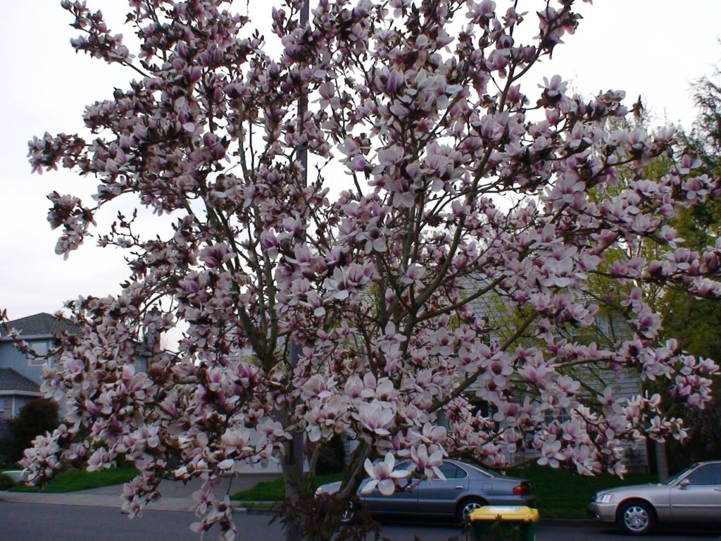abeautifultreeinourfrontyard.jpg