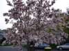abeautifultreeinourfrontyard_small.jpg
