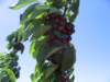 itseasytogetalotofdeliciouscherriesatthisfarminhoodriveroregon_small.jpg
