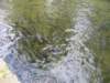 thefishwaitforfood_small.jpg