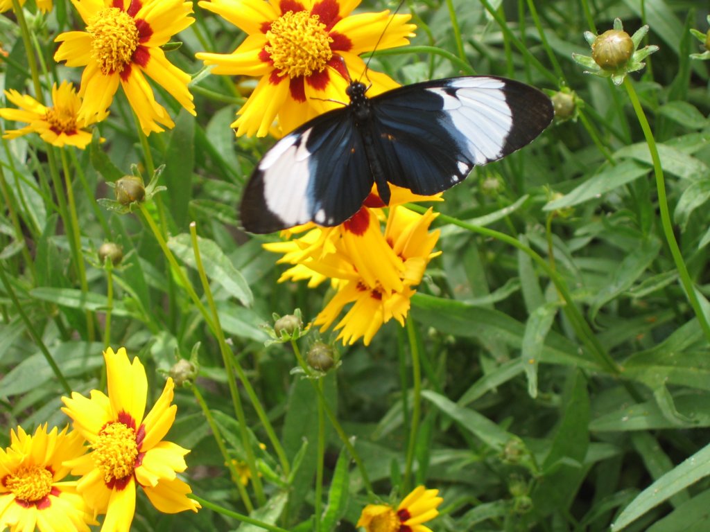 abutterflyatthezoo.jpg