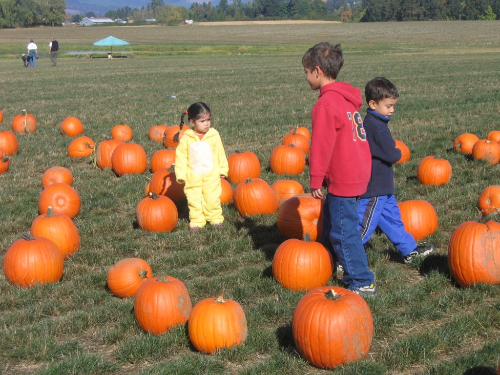 pumpkins.jpg