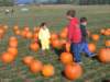pumpkins_small.jpg