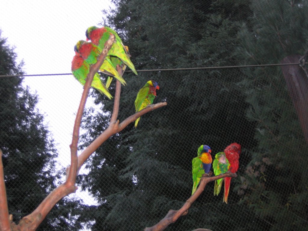 prettybirds.jpg