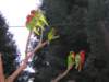 prettybirds_small.jpg