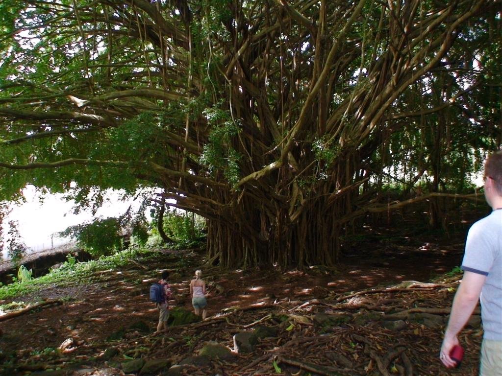 abanyantree.jpg