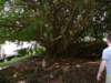 abanyantree_small.jpg