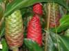 nativehawaiianswouldusethisplantforshampooyousqueezeitandsomegelcomesouthelentrieditandlovedit_small.jpg