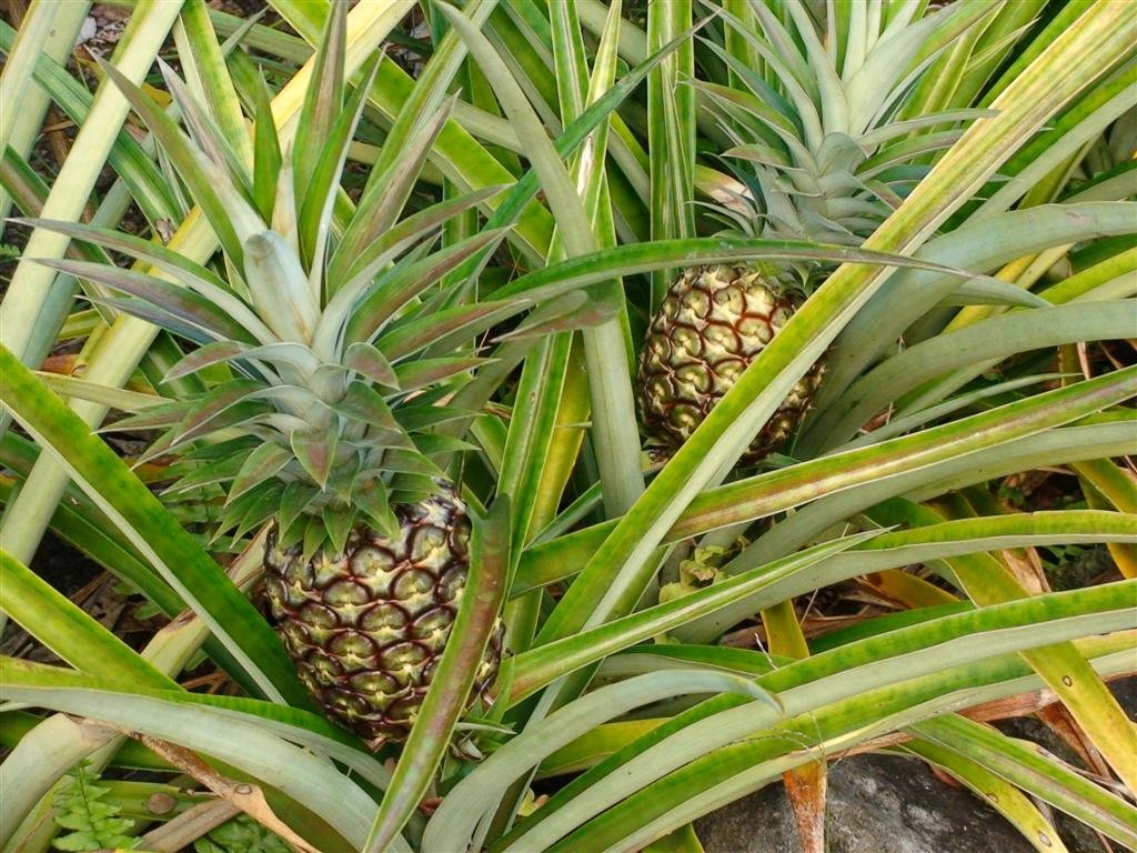 pineapples.jpg