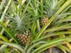 pineapples_small.jpg