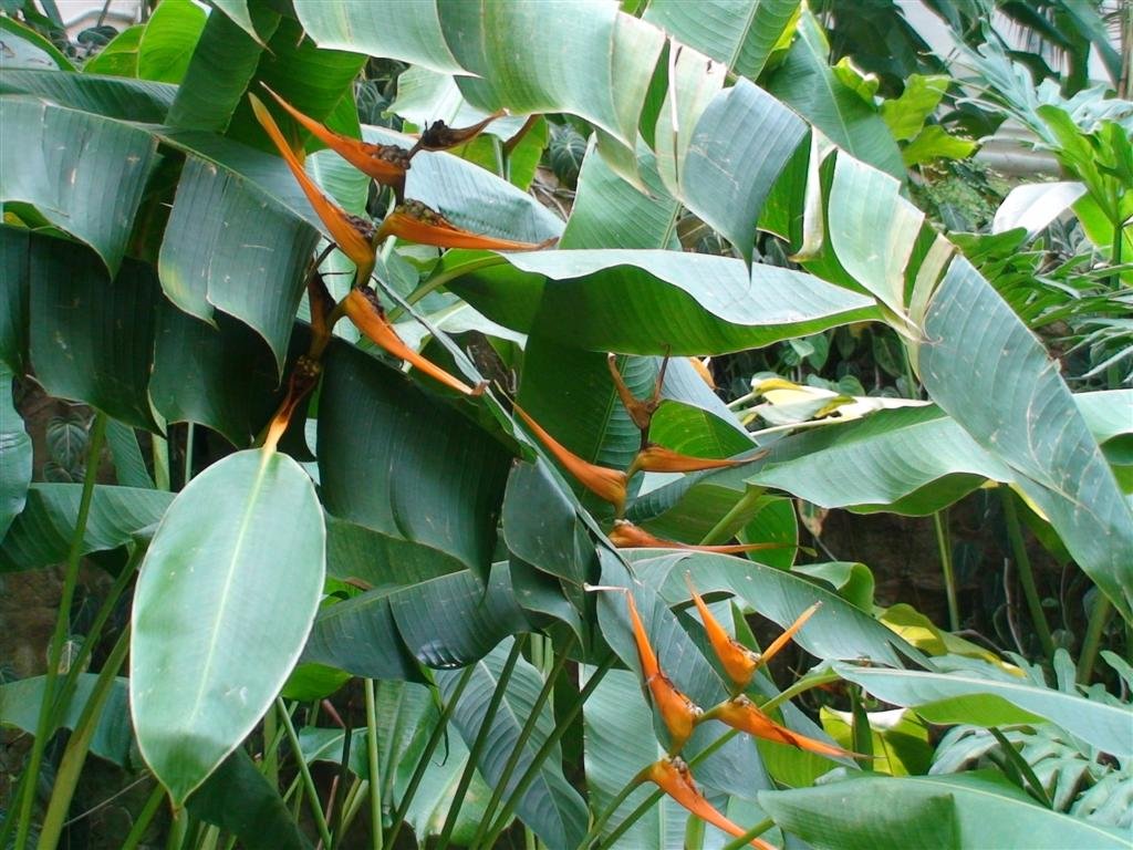 abirdofparadieseflower.jpg