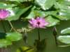 aprettypurpleflower_small.jpg