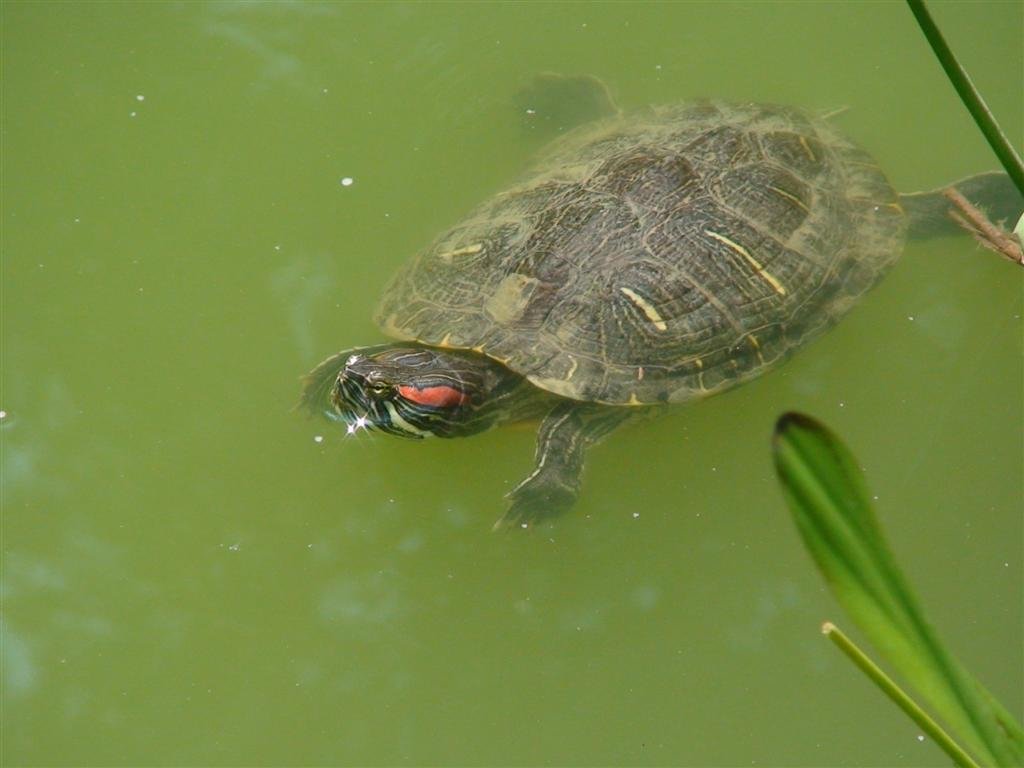 aswimmingturtle.jpg
