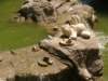frogstatues_small.jpg