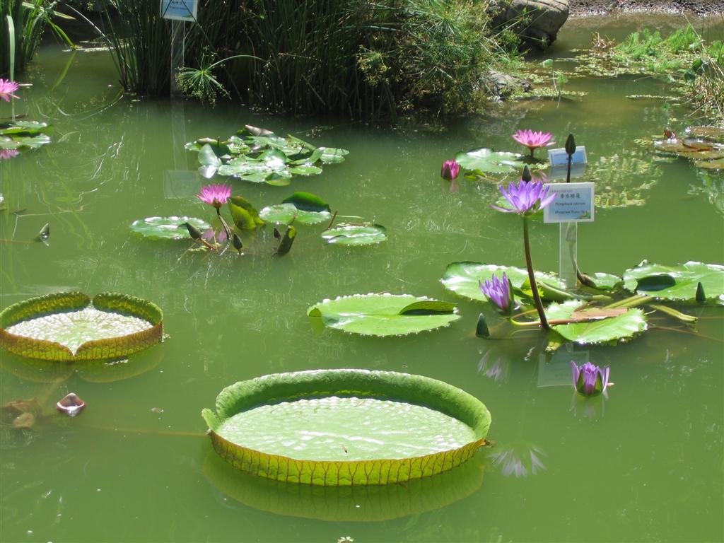 lillypads.jpg