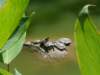 turtlesbetweentheleaves_small.jpg