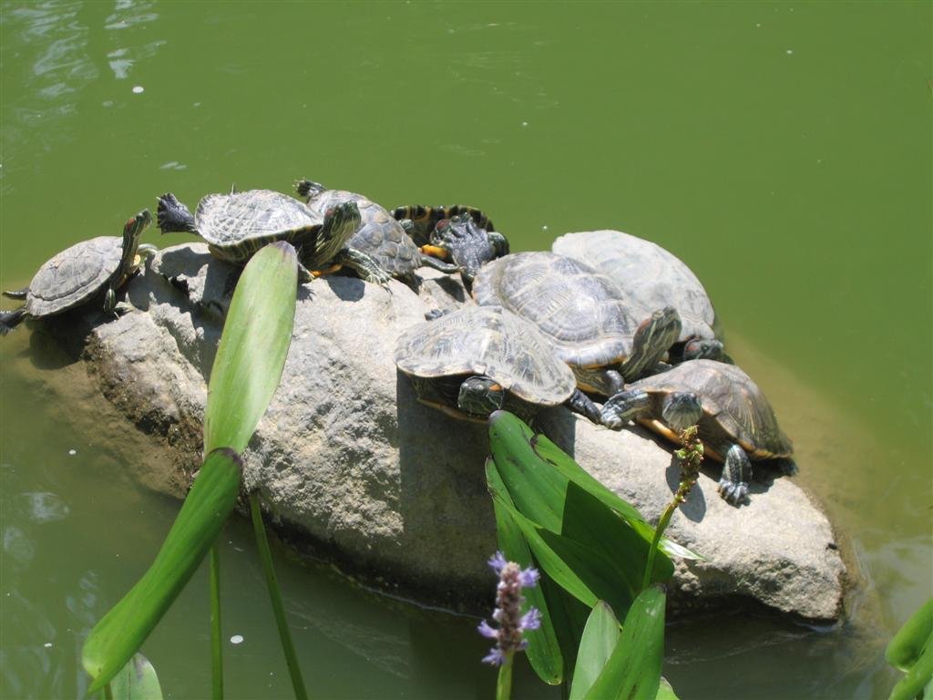 turtlessunthemselvesontherocks.jpg