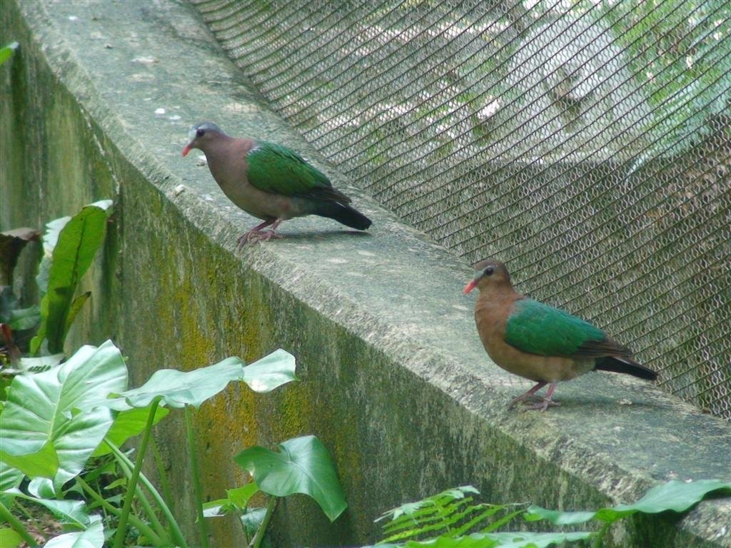 twobirdsstanding.jpg