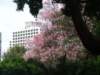 pinkblossoms_small.jpg