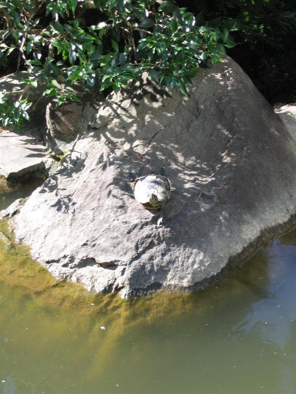 aturtlesunshimselfonarock.jpg