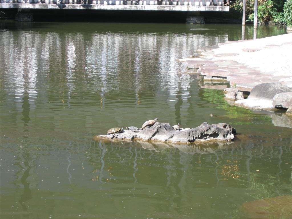 turtlessunthemselves.jpg