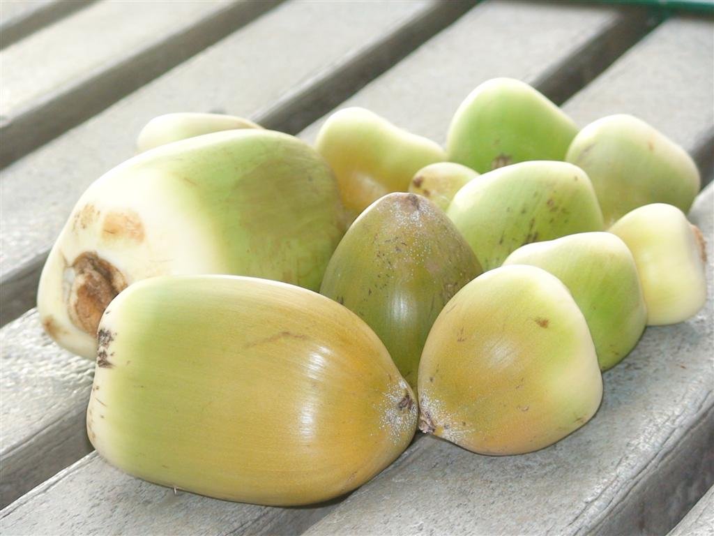 acoupleofcoconuts.jpg