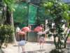 flamingos_small.jpg
