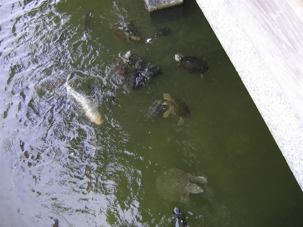 theanimalstrytogetthefoodturtlesareslowandoftenlostouttothequickerbigfish.jpg