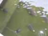wefedtheturtlesandfishallyreallyenjoyedthispartshekeptwantingtofeedthemmoreandmore_small.jpg