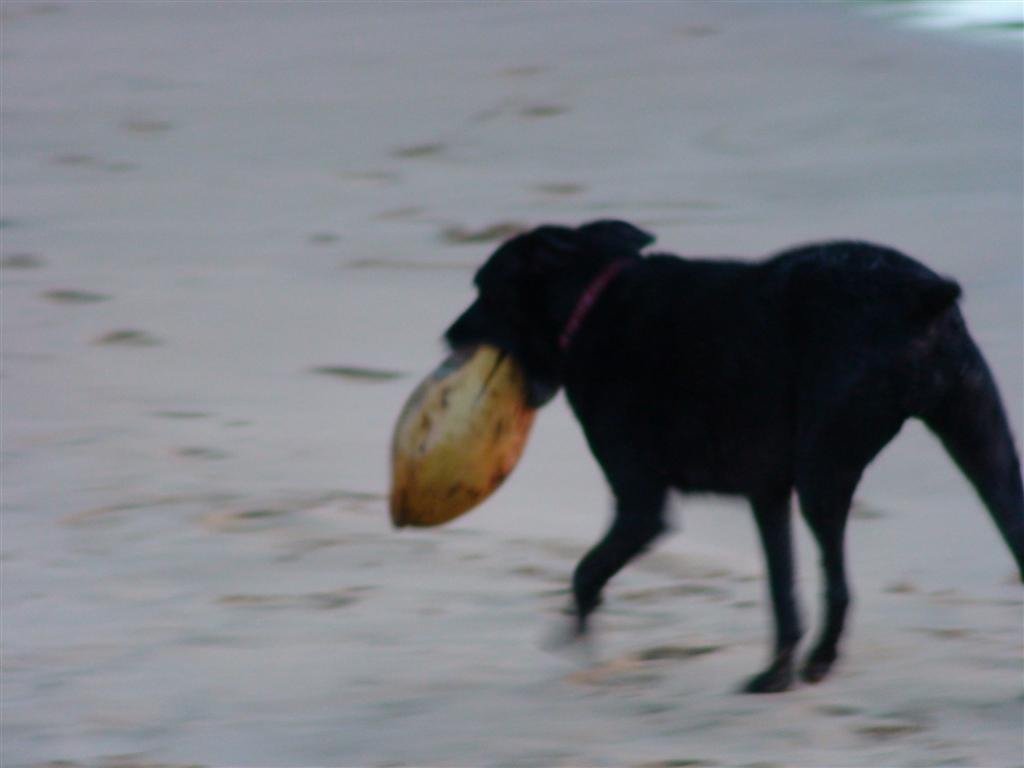 adogplayswithacoconut.jpg