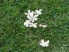 allyhasbeencollectingtheseflowerstheysmellgoodandarepretty_small.jpg