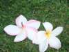 theseflowersareallovertheplacehere_small.jpg