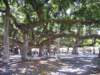anothertreeshot_small.jpg