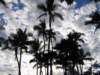 beautifulpalmtrees_small.jpg