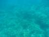 coral_small.jpg
