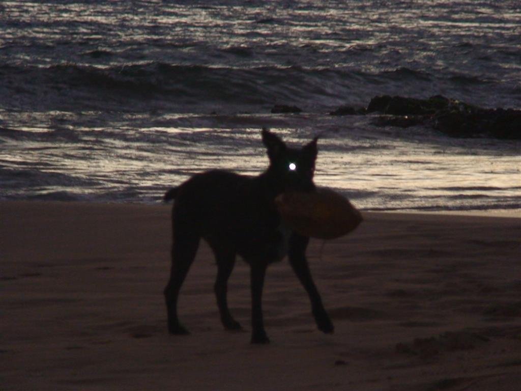 thedogwiththecoconutmakesareturnvisitthistimewithaspookyglowingeye.jpg