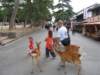 thislittlegirlwasfeedingthedeerandtheyarefollowingheraround_small.jpg