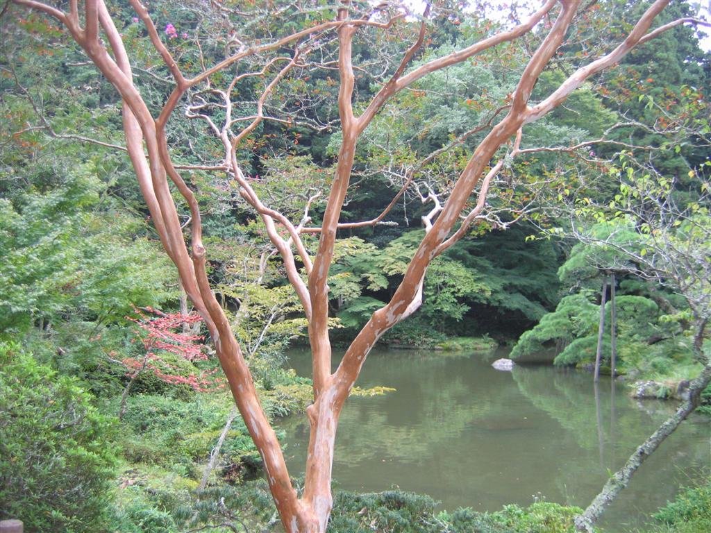 aprettytreeatthelake.jpg