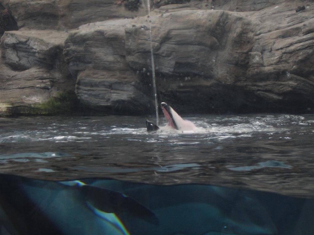 whoknewthatdolphinsgotthirsty.jpg