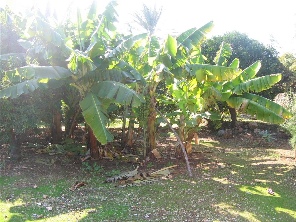 isthisisraelorhawaii.jpg