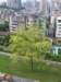 aprettytree_small.jpg