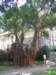 avshapedtreewithvines_small.jpg